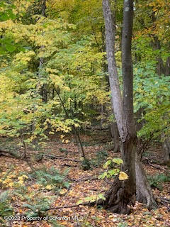 Fire Tower Road Mehoopany, PA 18629 - Photo 8 of 13 a view of a yard with plants
