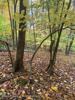 Fire Tower Road Mehoopany, PA 18629 - Photo 10 of 13 a view of forest