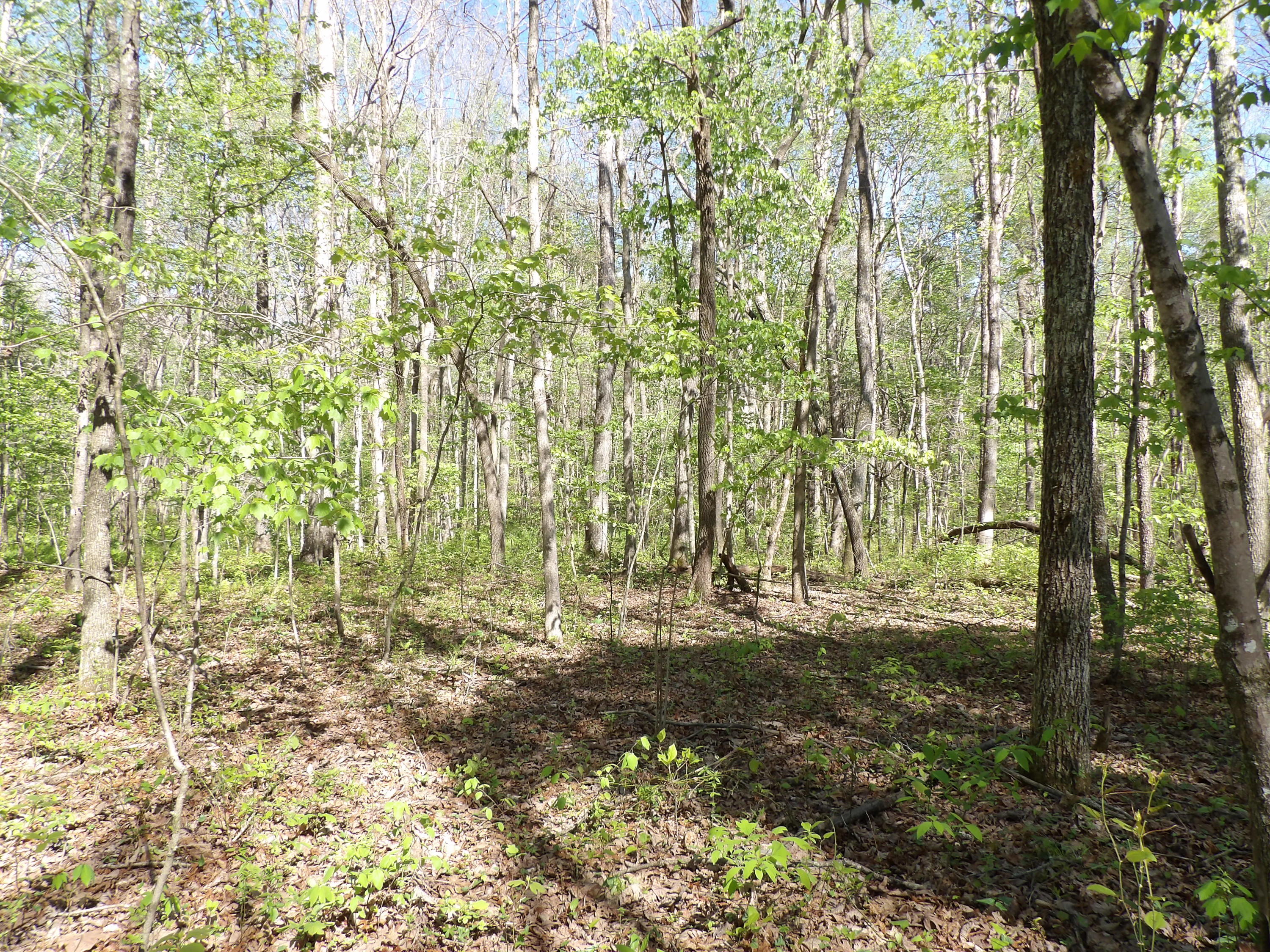 5 Cyrus Daniels Road, Unit 5 Pikeville, TN 37367 - Photo 54 of 64 100_2529