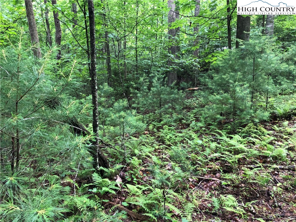 Lot 53 Staghorn Road Purlear, NC 28665 - Photo 11 of 31 a view of a lush green forest