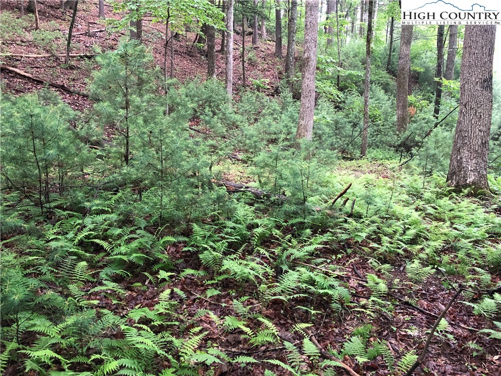 Lot 53 Staghorn Road Purlear, NC 28665 - Photo 7 of 31 a view of a garden with plants