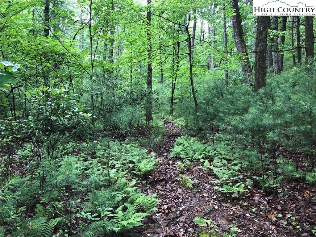 Lot 53 Staghorn Road Purlear, NC 28665 - Photo 8 of 31 a view of a lush green forest