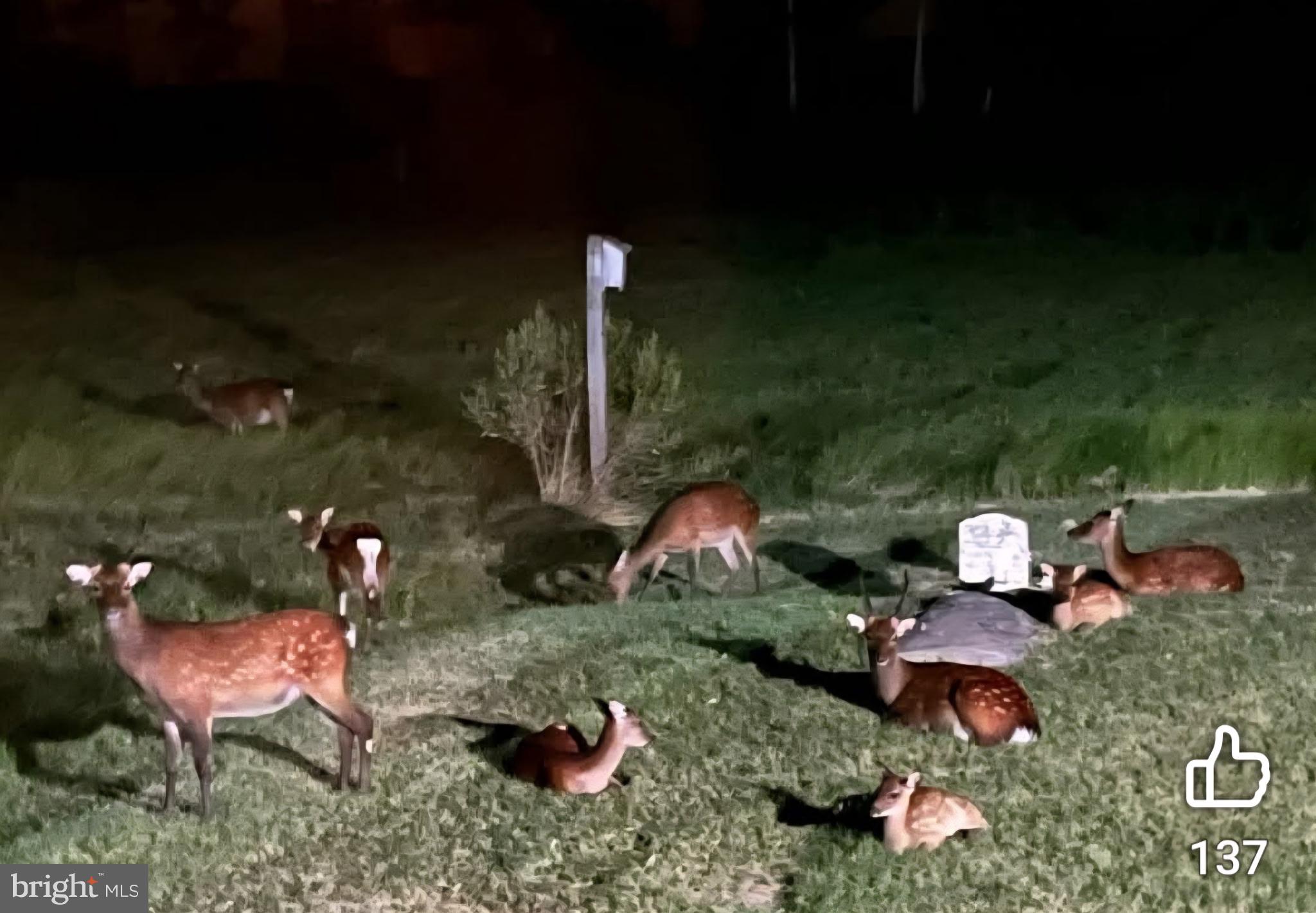1511 Crocheron Road Crocheron, MD 21627 - Photo 64 of 76 Nighttime gathering of curious deer.