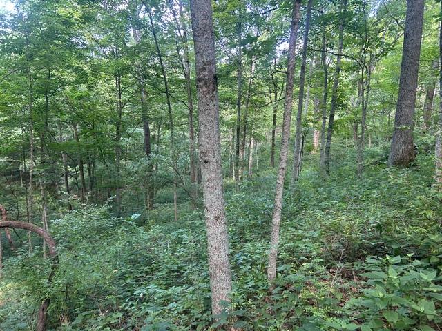 0 Red Hog Pike Rising Sun, IN 47040 - Photo 20 of 39 Gallery Image 20