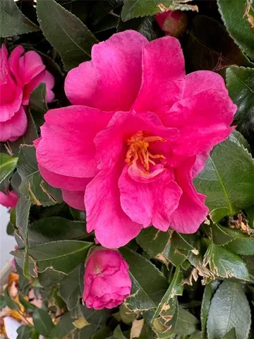 $387,900 | 2095 Eagle Nest Bluff Northwest, Lawrenceville, GA 30044