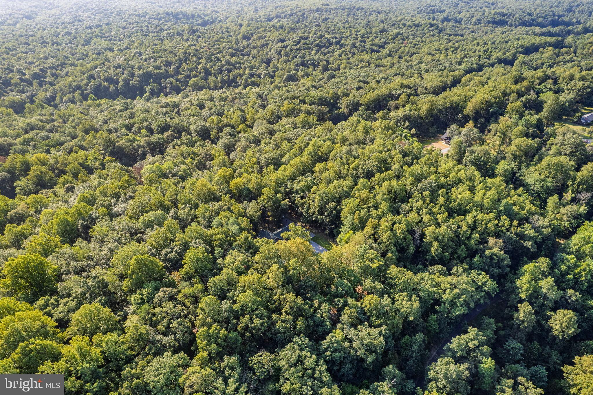 4344 Mission Road Harpers Ferry, WV 25425 - Photo 55 of 60 Lush green canopy enveloping serene landscape.