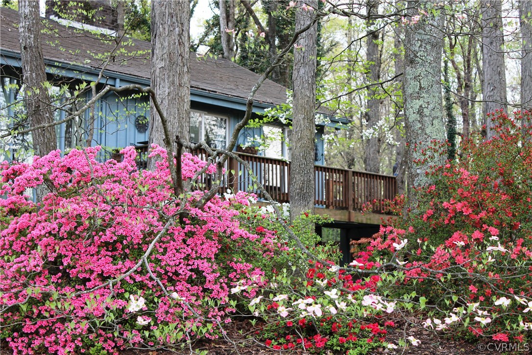 2410 Castlebridge Road Midlothian, VA 23113 - Photo 29 of 34 Azaleas surround the Home!