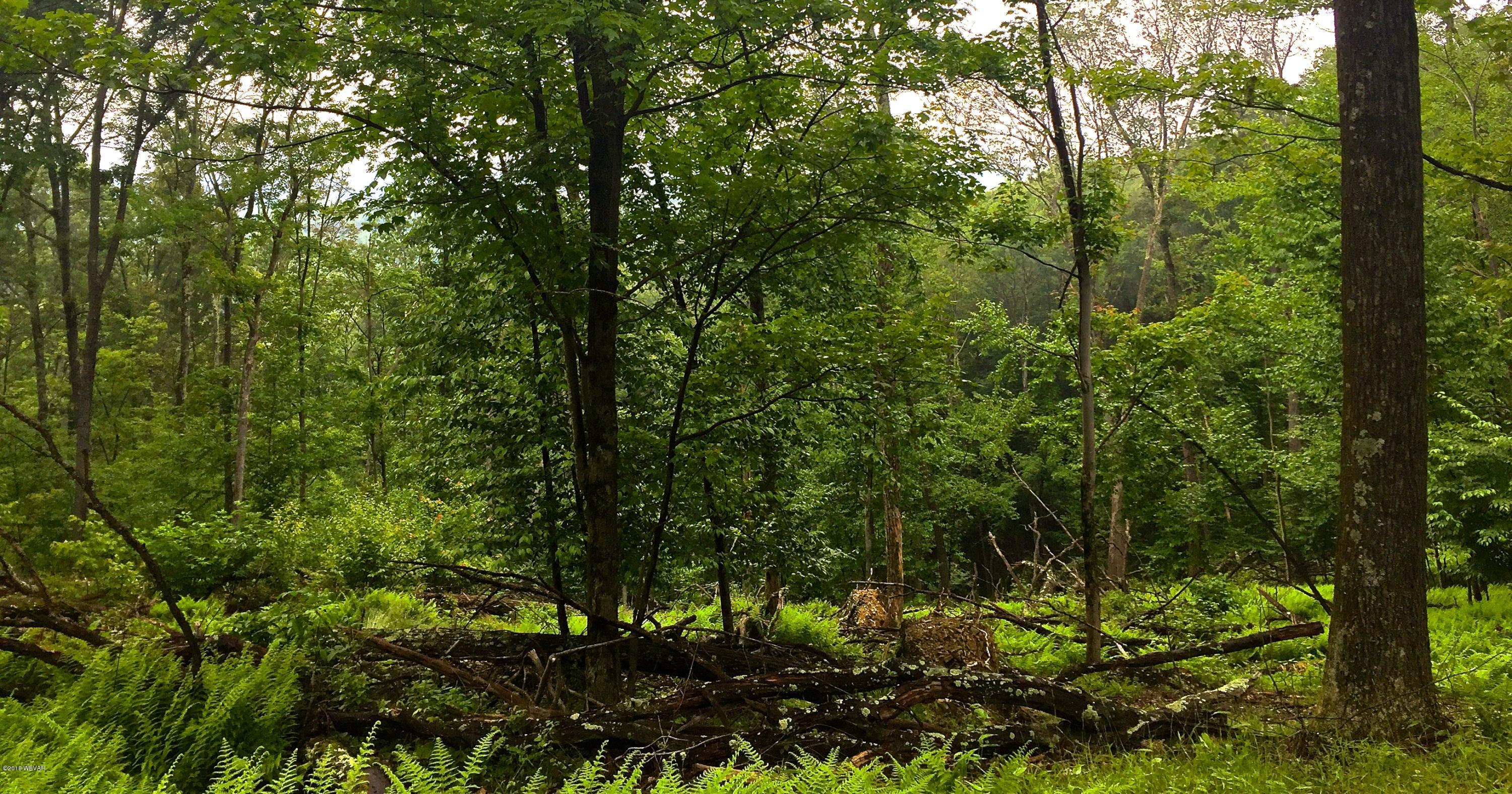 0 Katys Church Road Danville, PA 17821 - Photo 8 of 16 Part Wooded