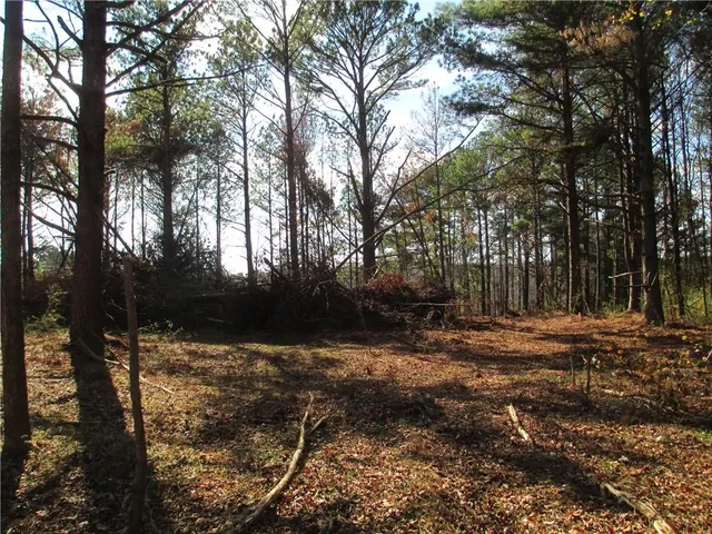 a view of a tree with a yard