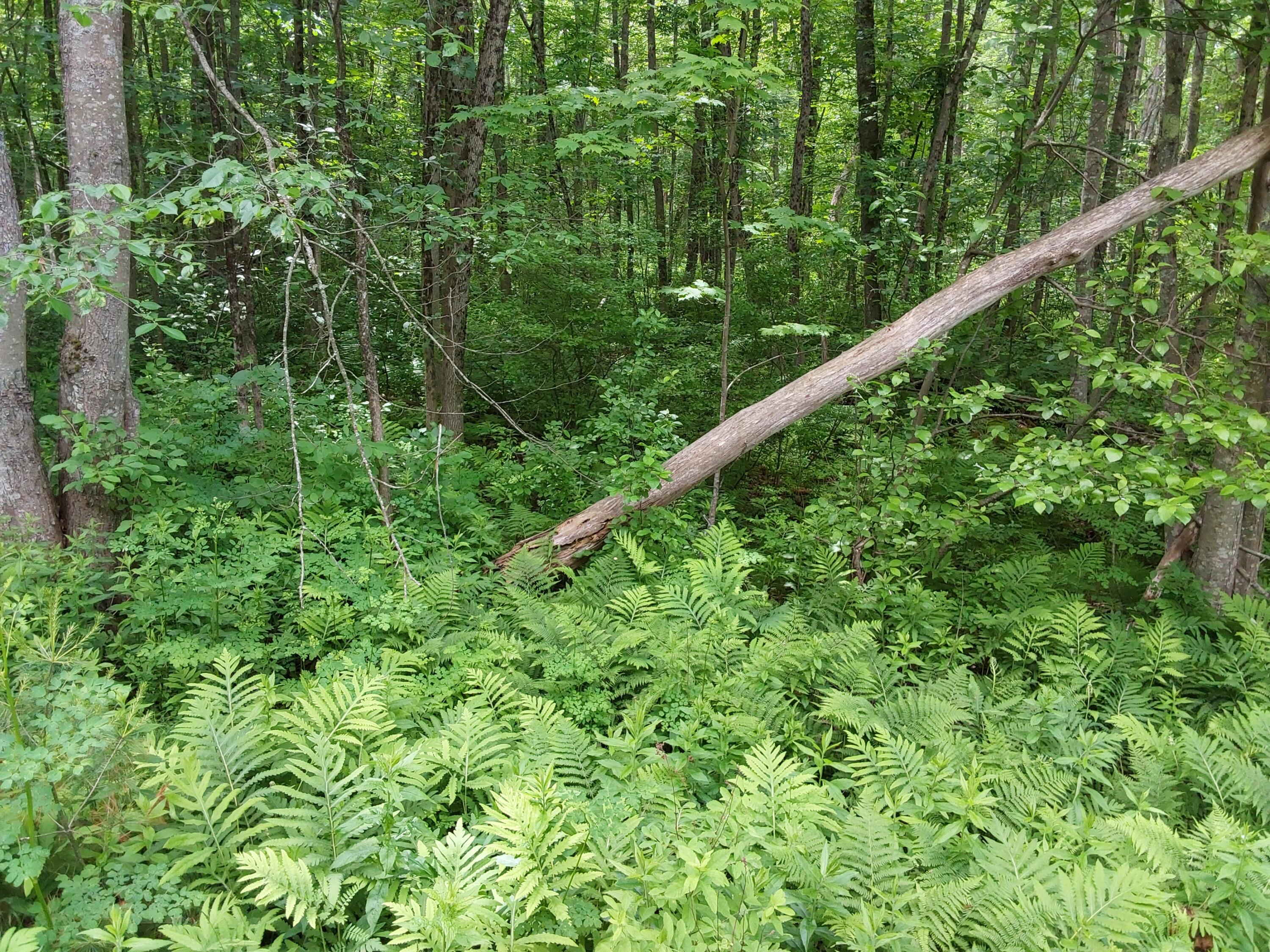 M19-l16-1 Augusta Road Jefferson, ME 04348 - Photo 2 of 6 20250609_120705