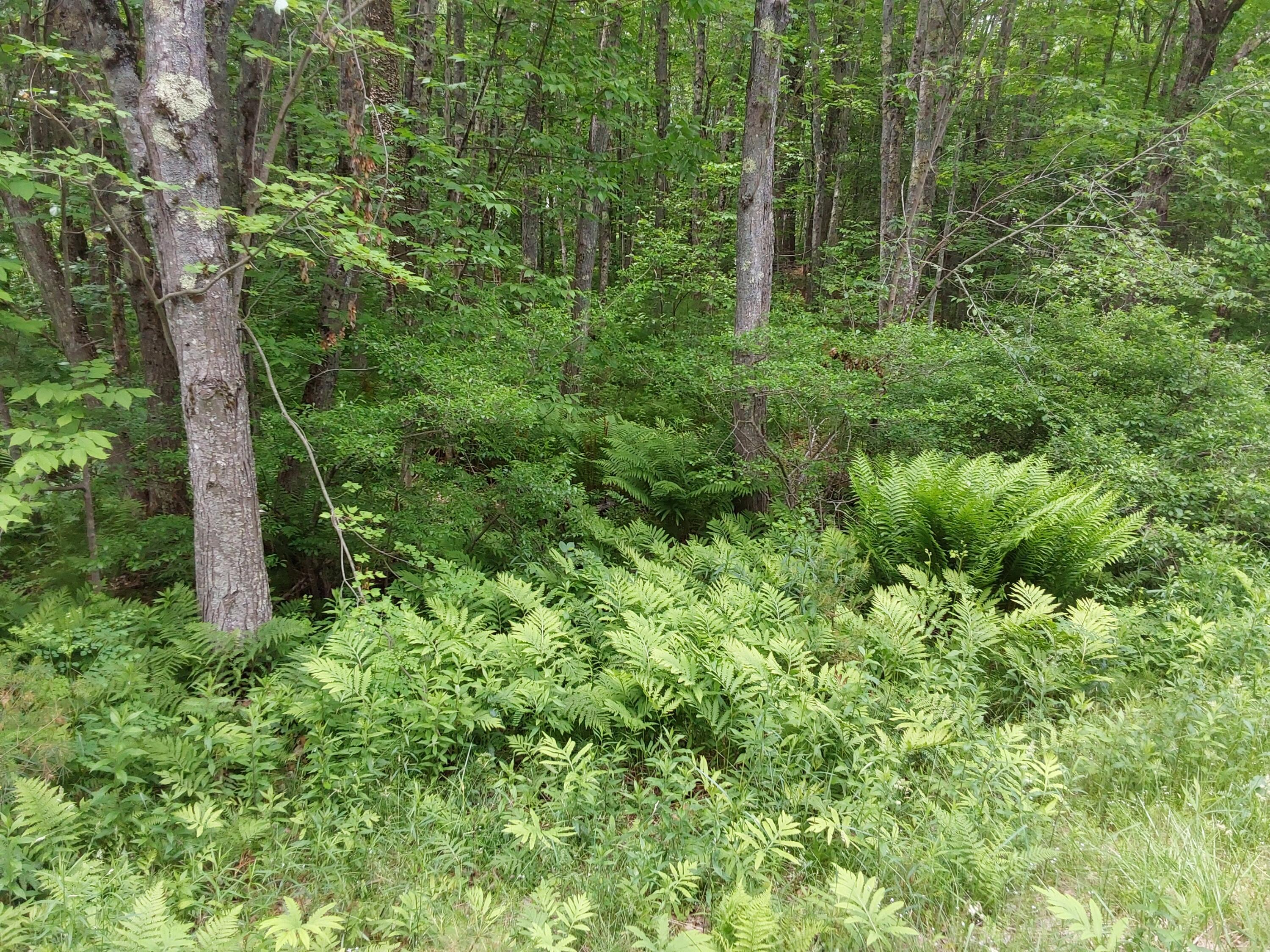 M19-l16-1 Augusta Road Jefferson, ME 04348 - Photo 4 of 6 20250609_120646