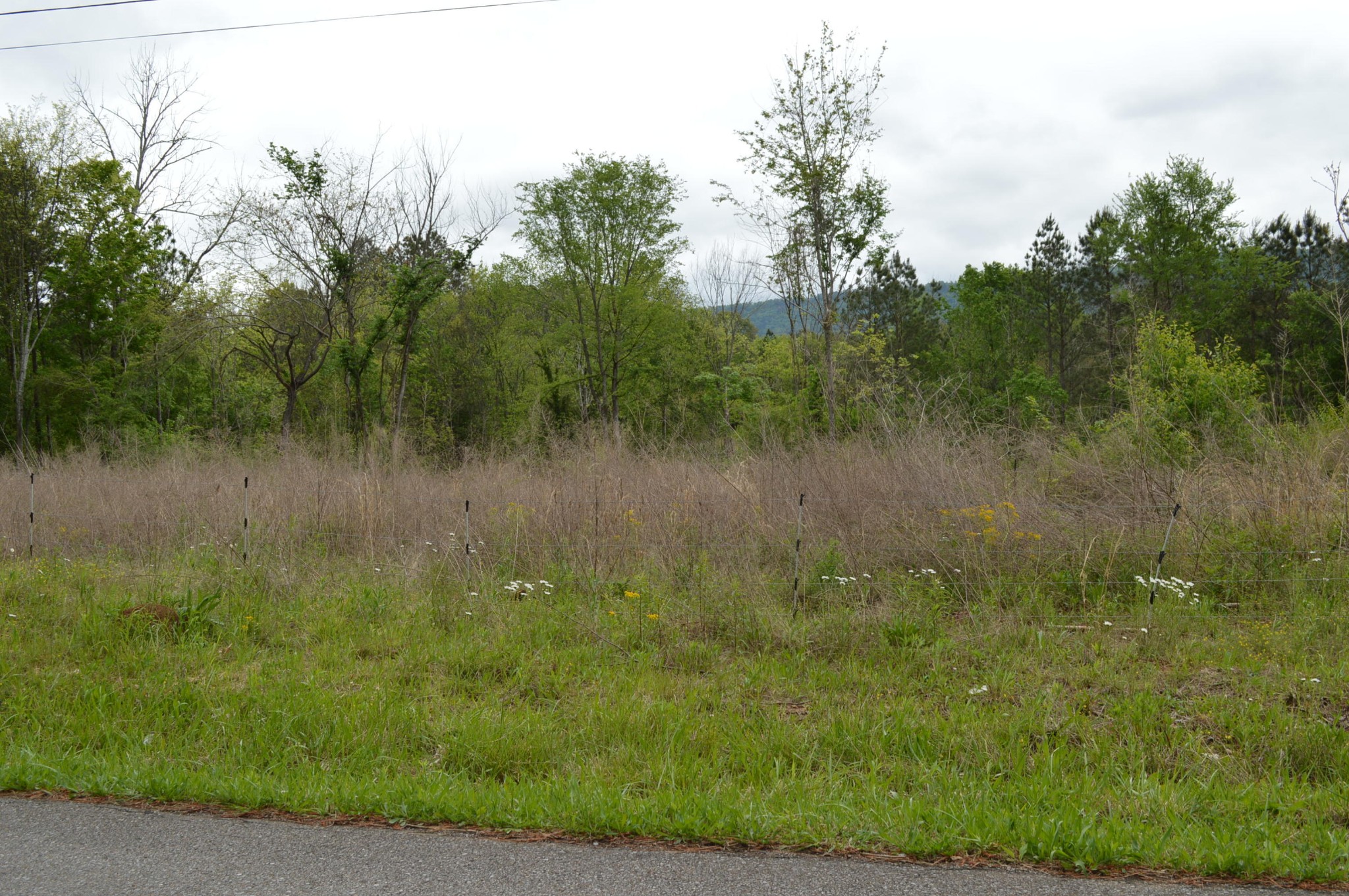 0 Bailey Road Benton, TN 37307 - Photo 3 of 3 Gallery Image 3