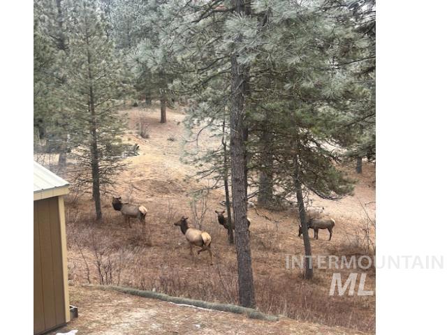 31 Rainbow Ridge Road Garden Valley, ID 83622 - Photo 29 of 33 Elk in the Fall