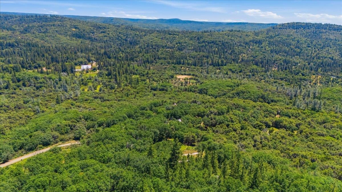 20154 Sky Ridge Place Nevada City, CA 95959 - Photo 7 of 20 a view of a lush green forest with trees in the back