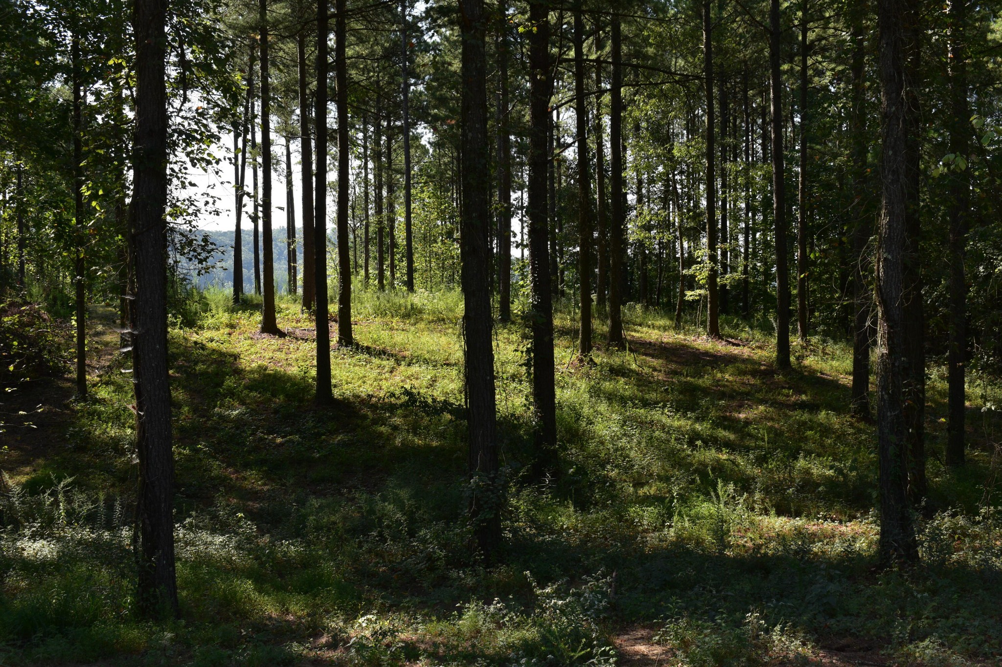 0 Split Rail Way Whiteside, TN 37396 - Photo 4 of 8