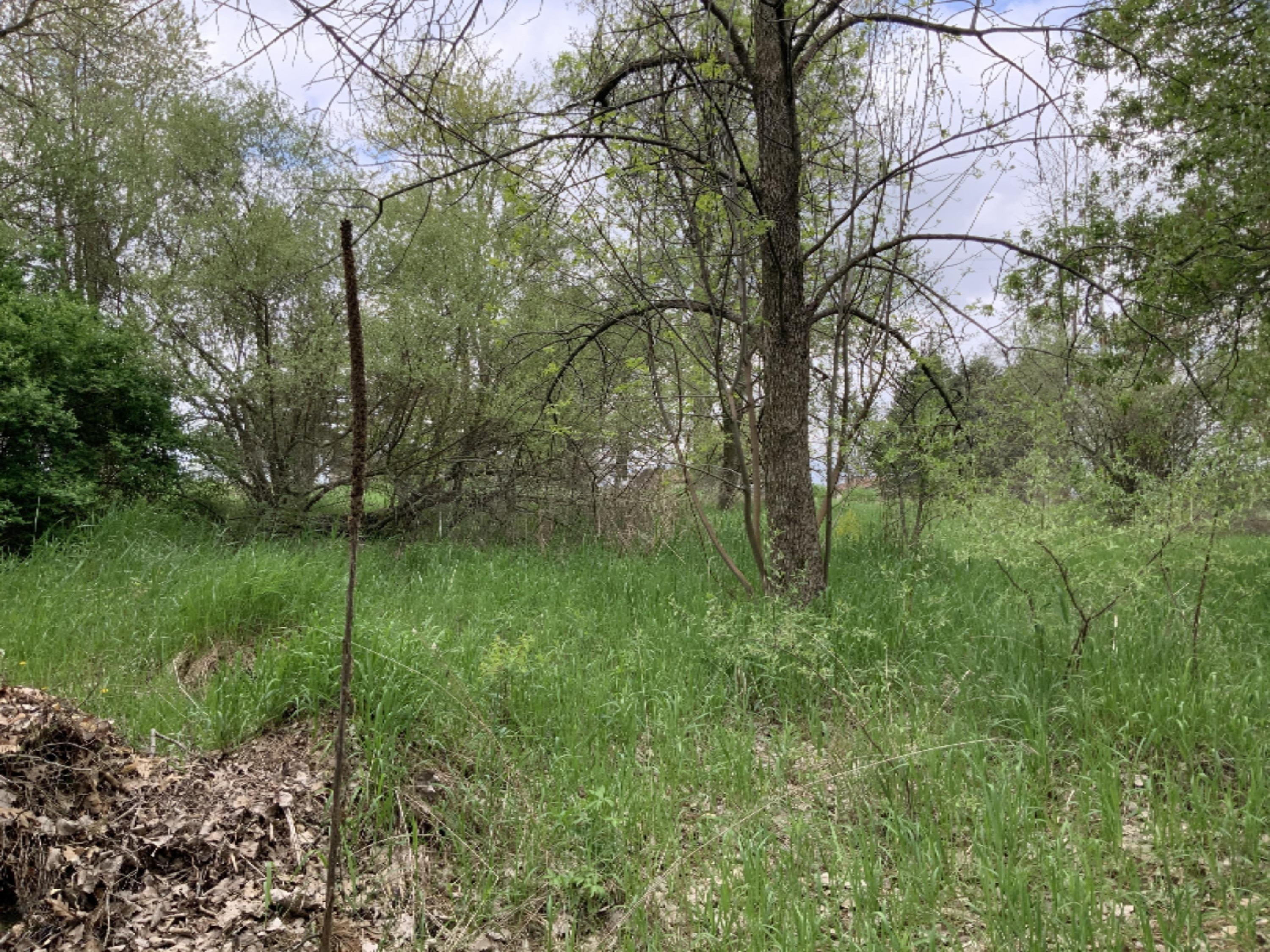 Lot 74 Stanton Road Stanton, MI 48888 - Photo 7 of 27 9DEA8B90-51AF-4832-BA92-EC24CDE668AB