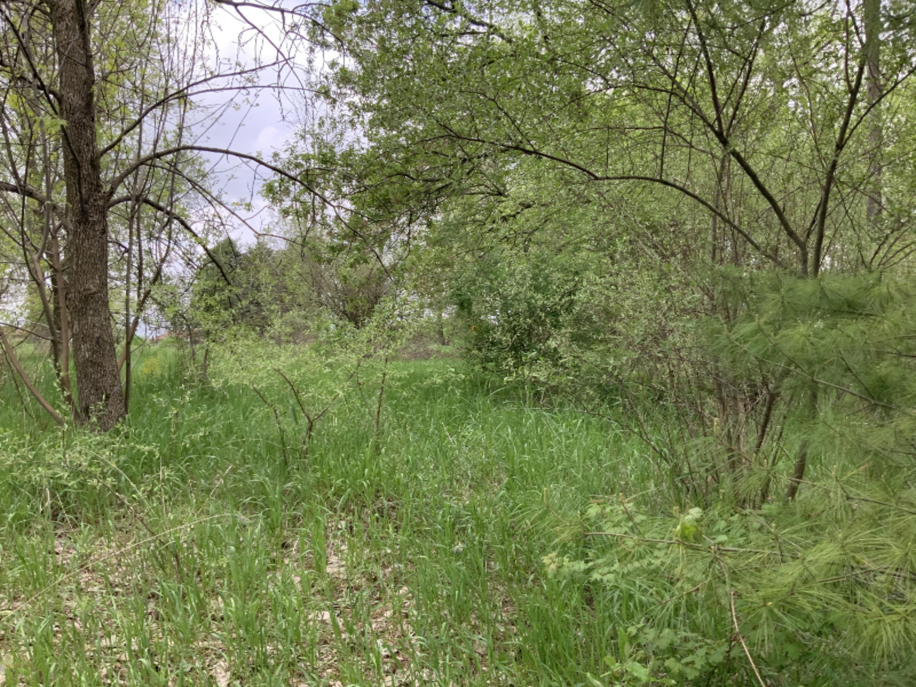 Lot 74 Stanton Road Stanton, MI 48888 - Photo 8 of 27 5C33866F-2BCA-4E97-911A-EE82F9091F97