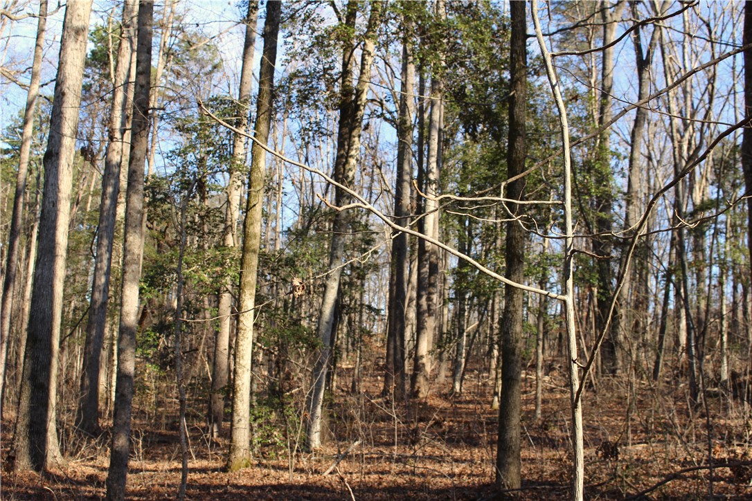 374 Wilkins Road Campobello, SC 29322 - Photo 13 of 19 Gallery Image 13