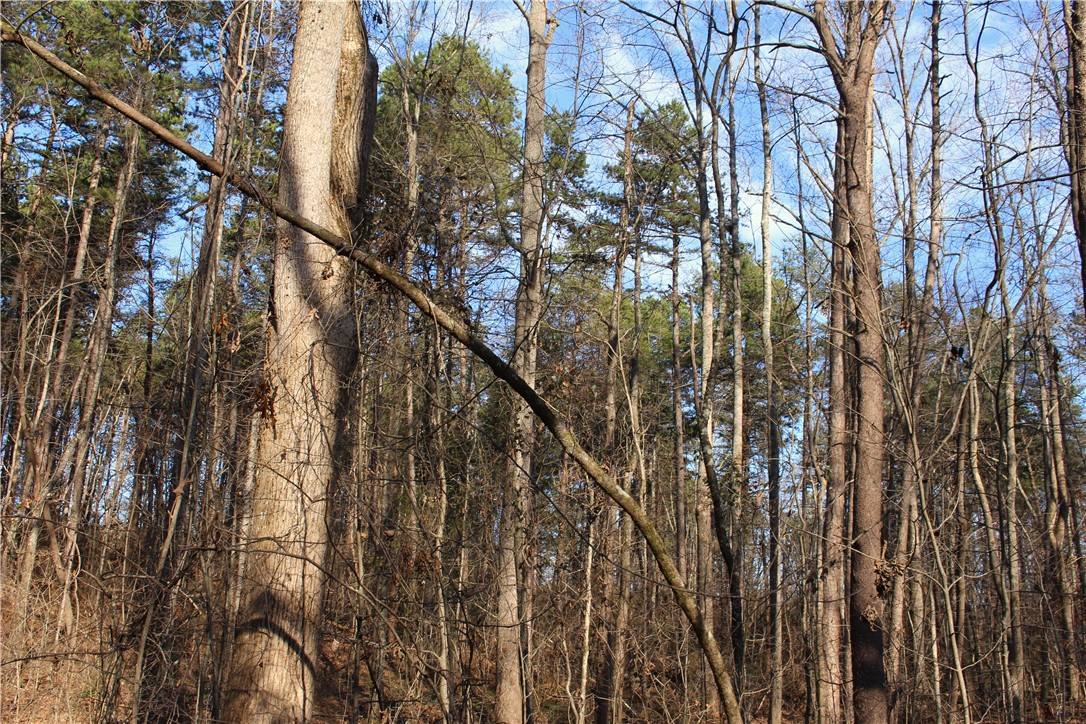 374 Wilkins Road Campobello, SC 29322 - Photo 9 of 19 Gallery Image 9