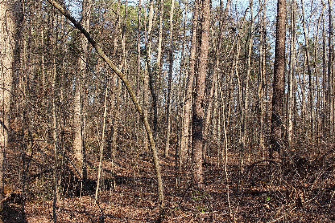 374 Wilkins Road Campobello, SC 29322 - Photo 10 of 19 Gallery Image 10