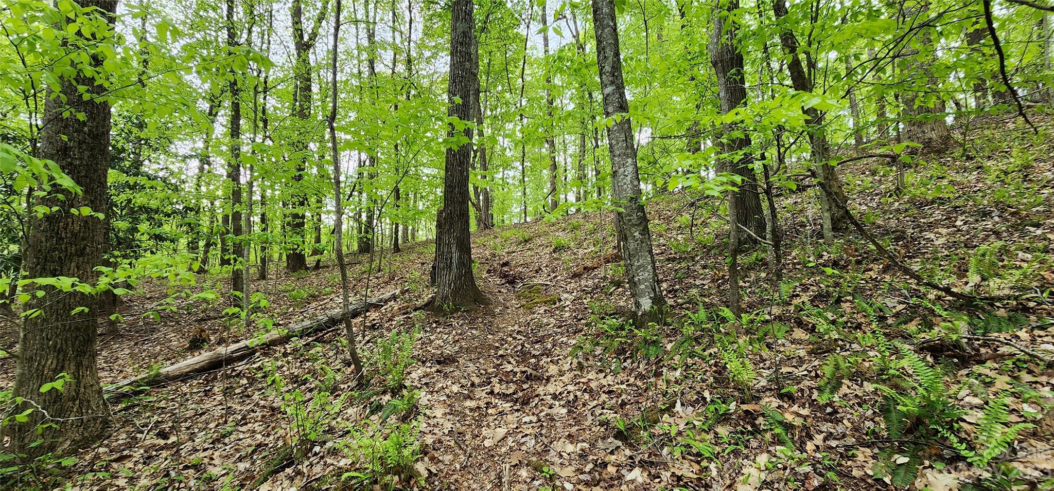 79 Apgar Road Candler, NC 28715 - Photo 11 of 17 a view of a forest with lots of trees