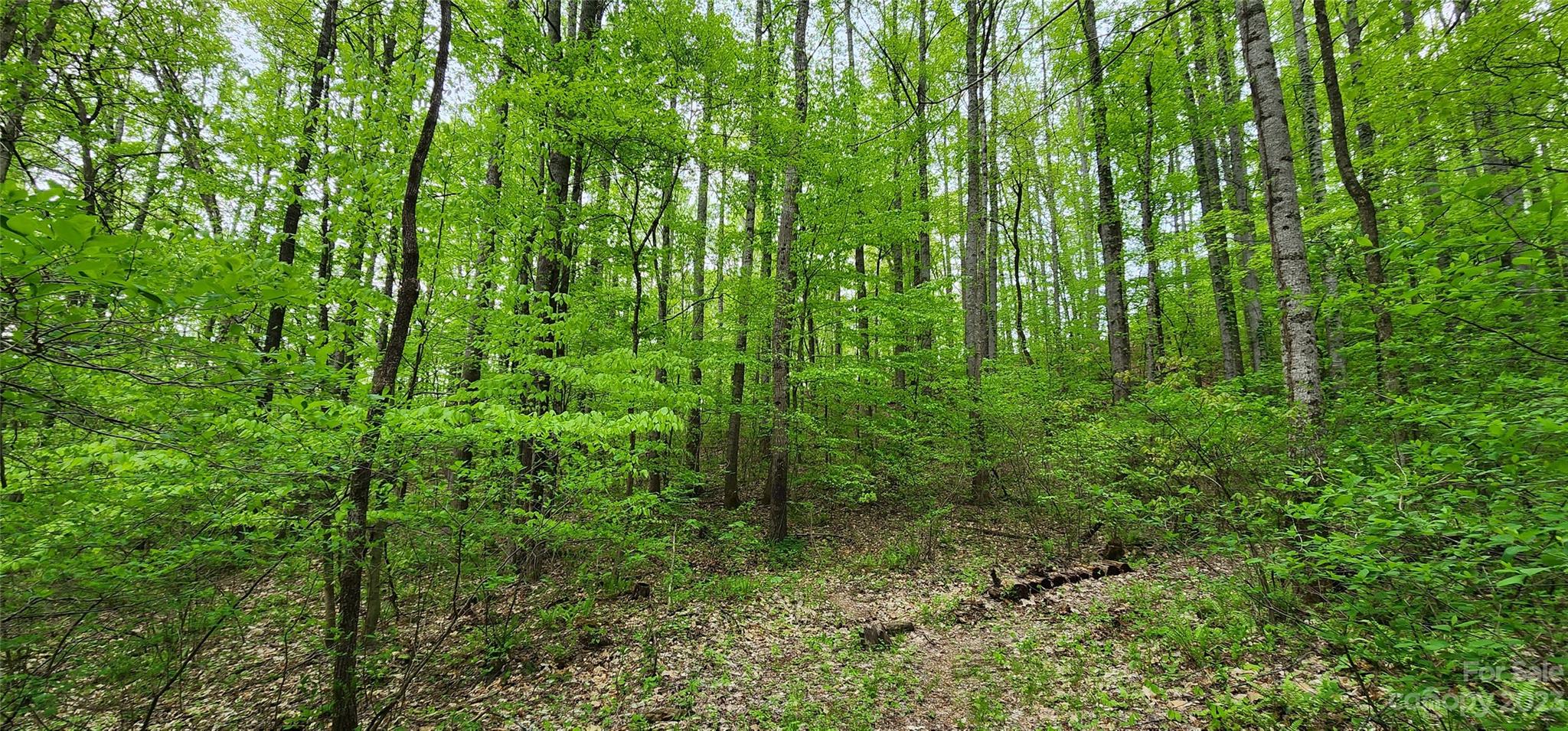 79 Apgar Road Candler, NC 28715 - Photo 12 of 17 a view of a lush green forest