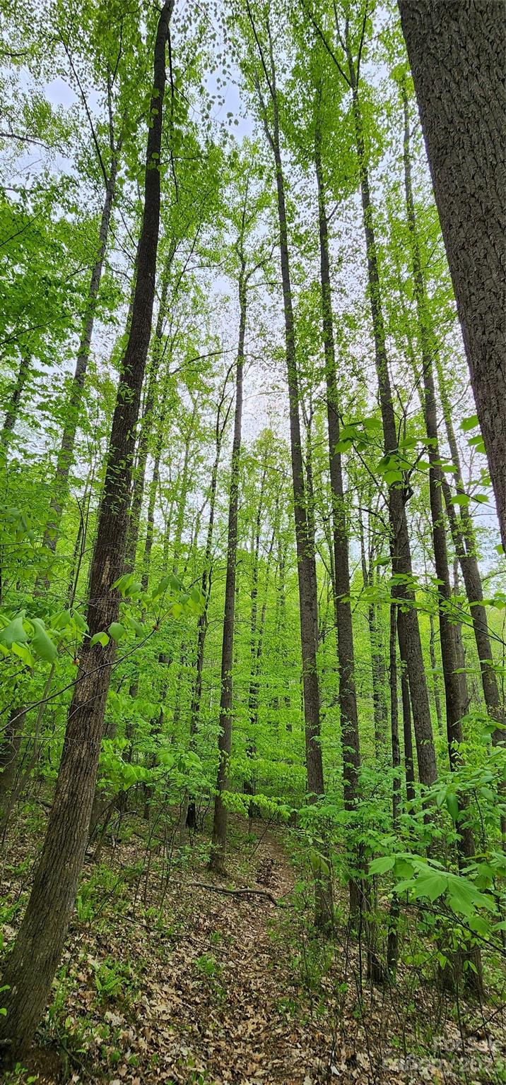 79 Apgar Road Candler, NC 28715 - Photo 3 of 17 a view of yard