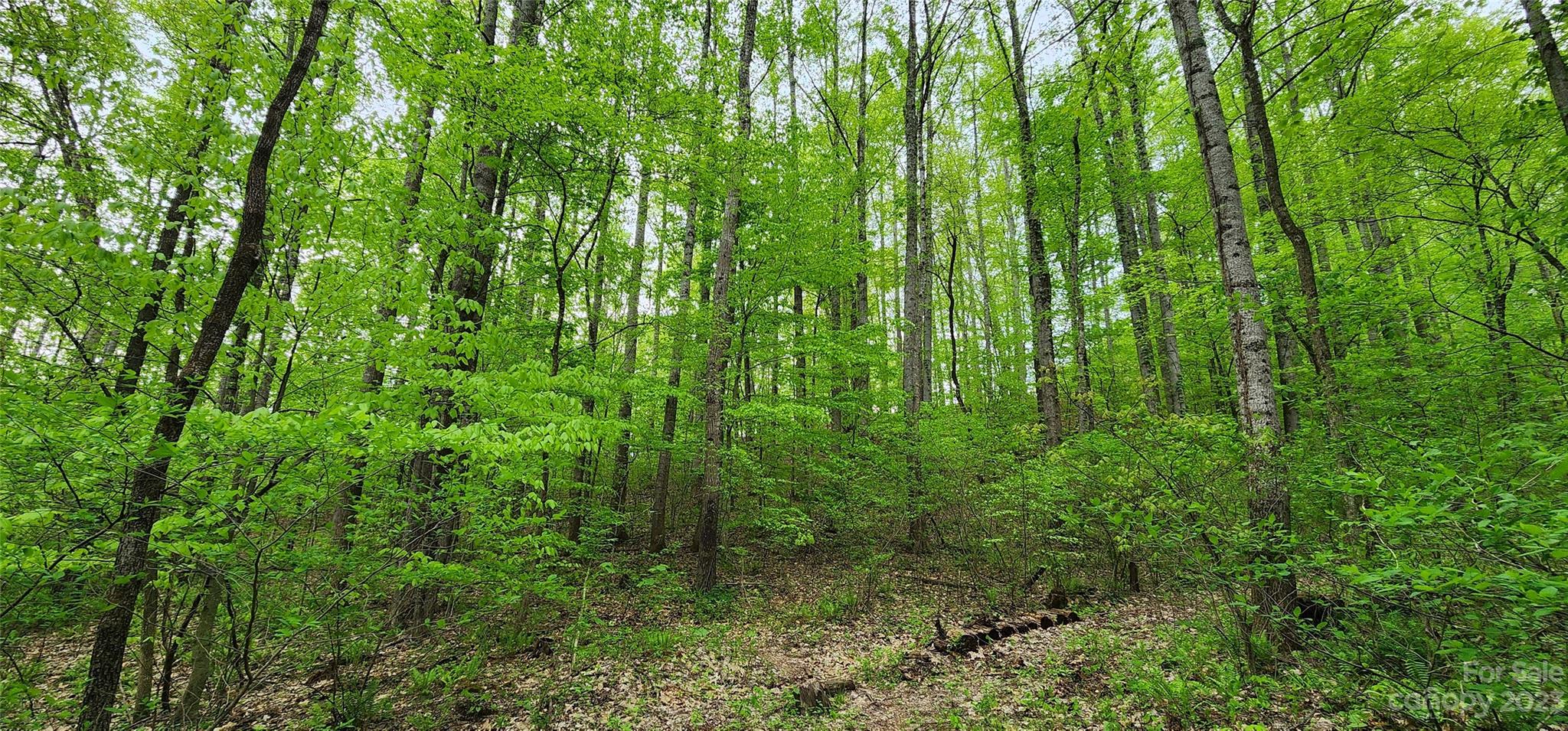 79 Apgar Road Candler, NC 28715 - Photo 4 of 17 a view of a lush green forest