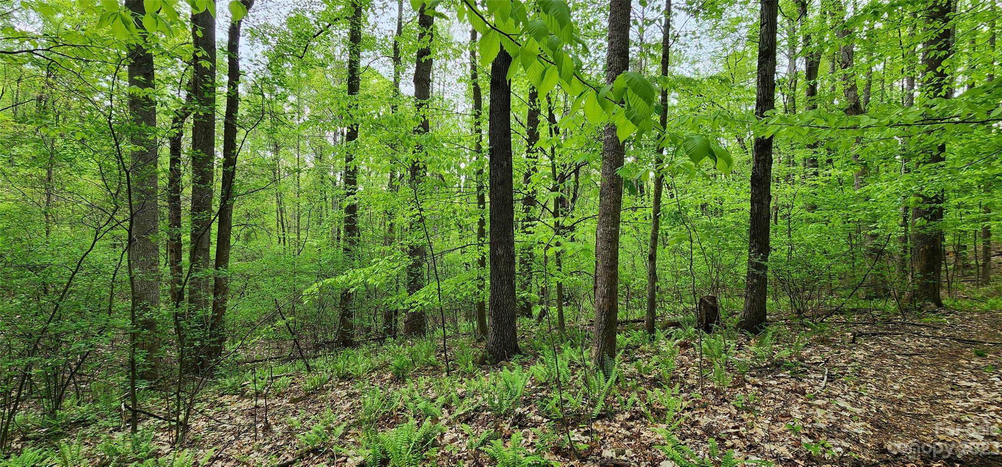 79 Apgar Road Candler, NC 28715 - Photo 6 of 17 a view of outdoor space and green space