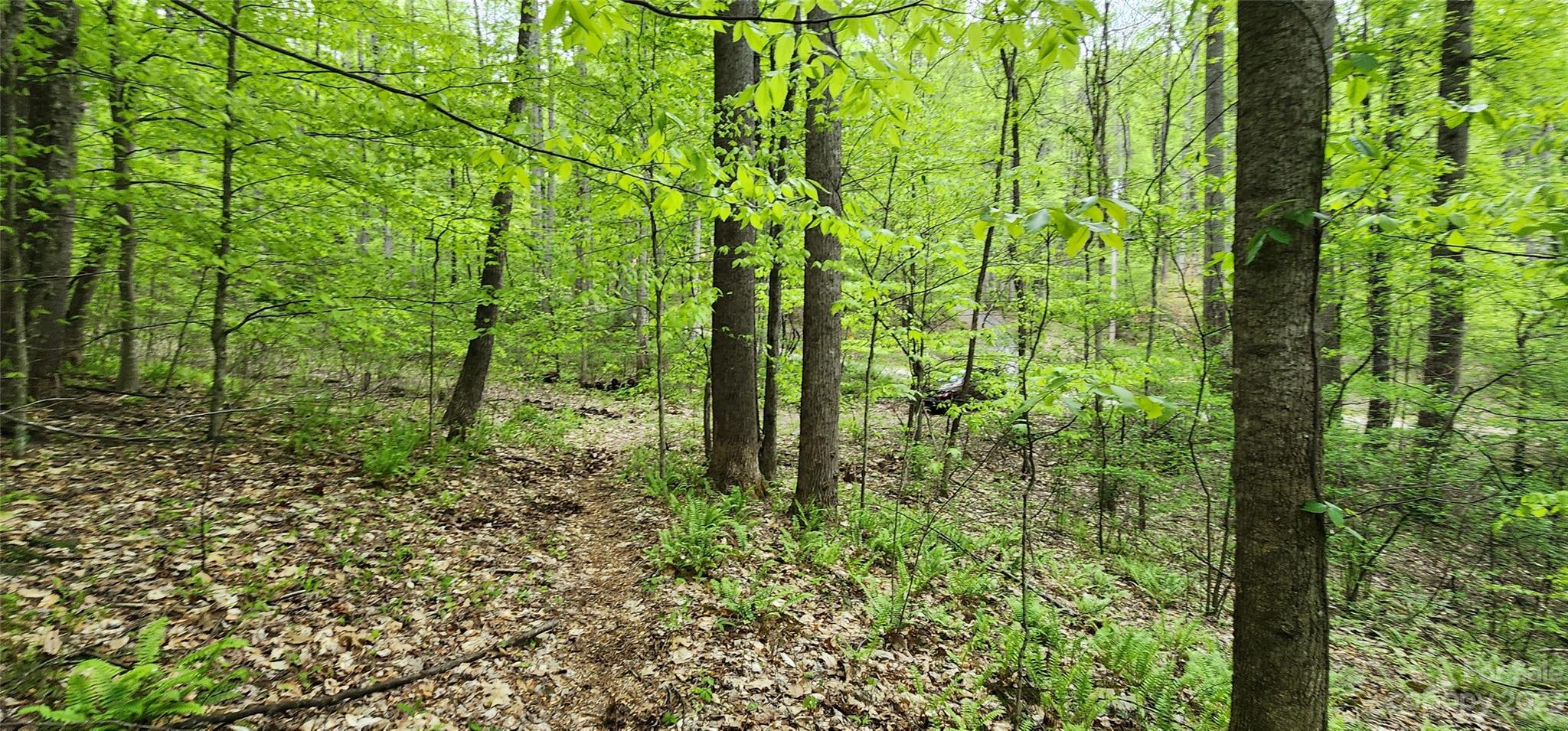79 Apgar Road Candler, NC 28715 - Photo 8 of 17 a plant of lots of trees