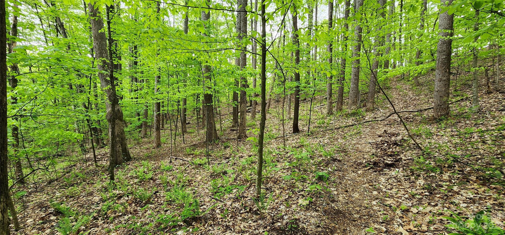 79 Apgar Road Candler, NC 28715 - Photo 9 of 17 a view of forest