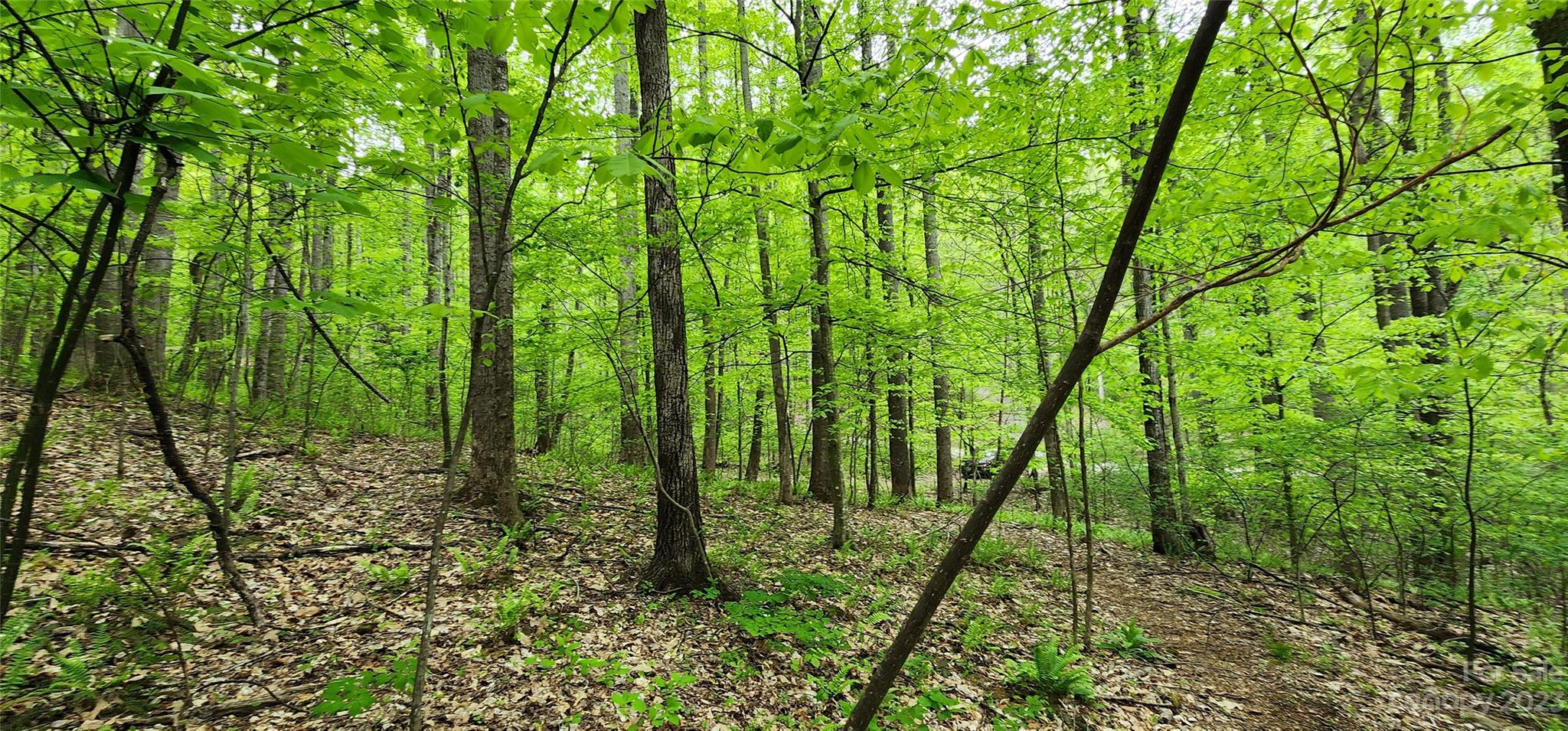 79 Apgar Road Candler, NC 28715 - Photo 10 of 17 a big yard with lots of green space