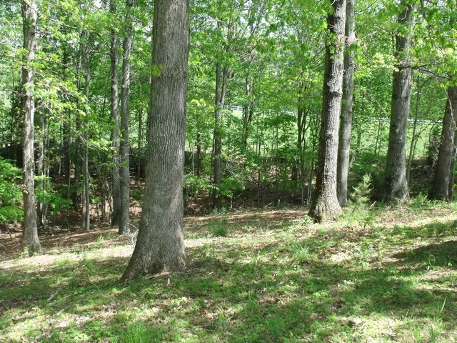 6843 Scruggs Road Moneta, VA 24121 - Photo 2 of 29 Back Lawn