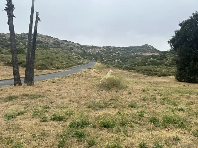 a view of a dry yard with palm trees