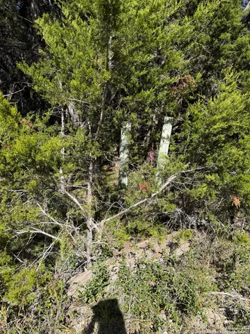 a view of a large yard with a tree