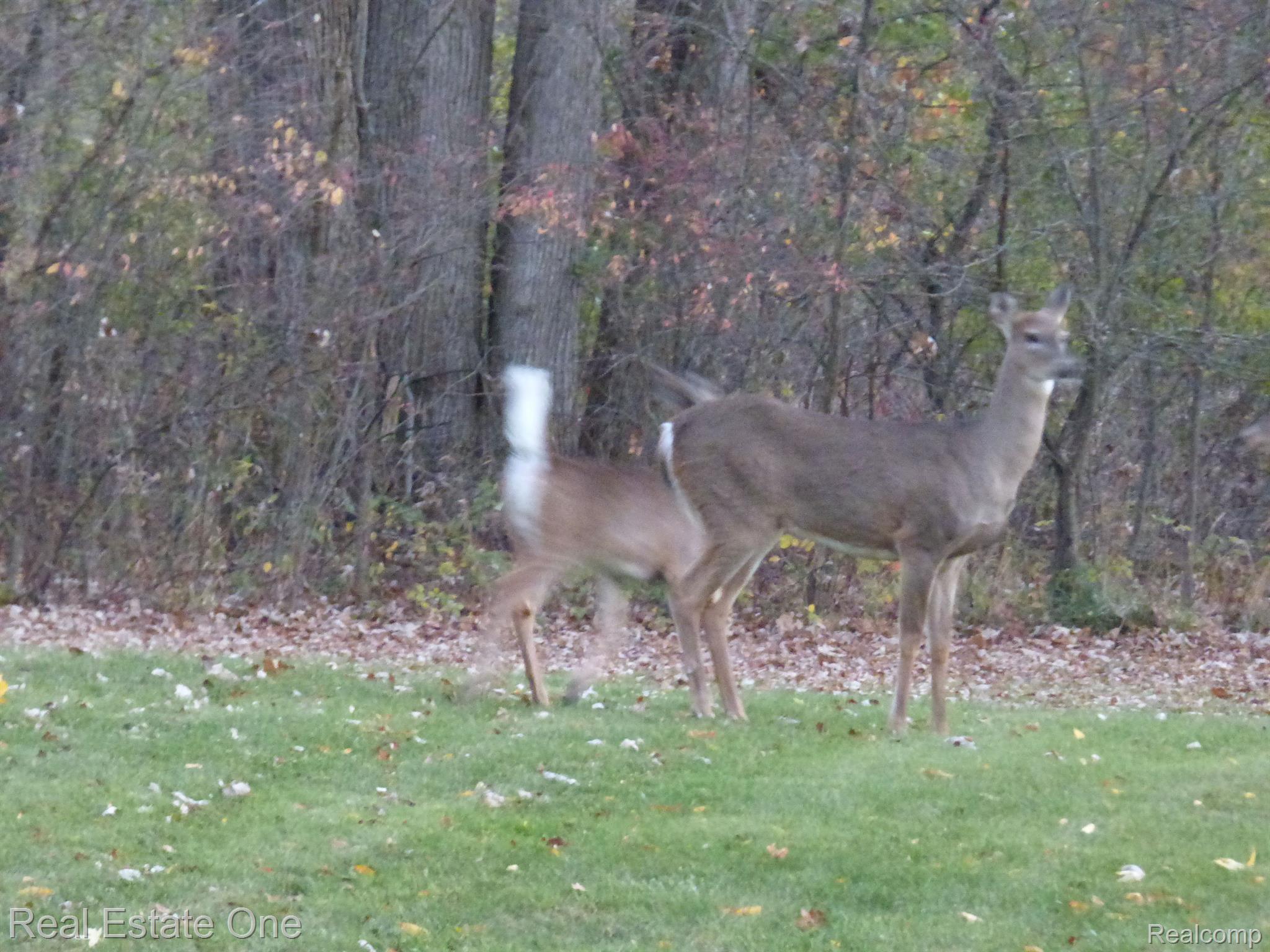 3509 Five Mile Road South Lyon, MI 48178 - Photo 43 of 45 Gallery Image 43