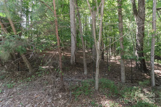 a view of a forest that has large trees