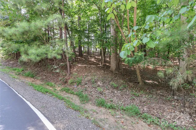 a view of a forest that has large trees