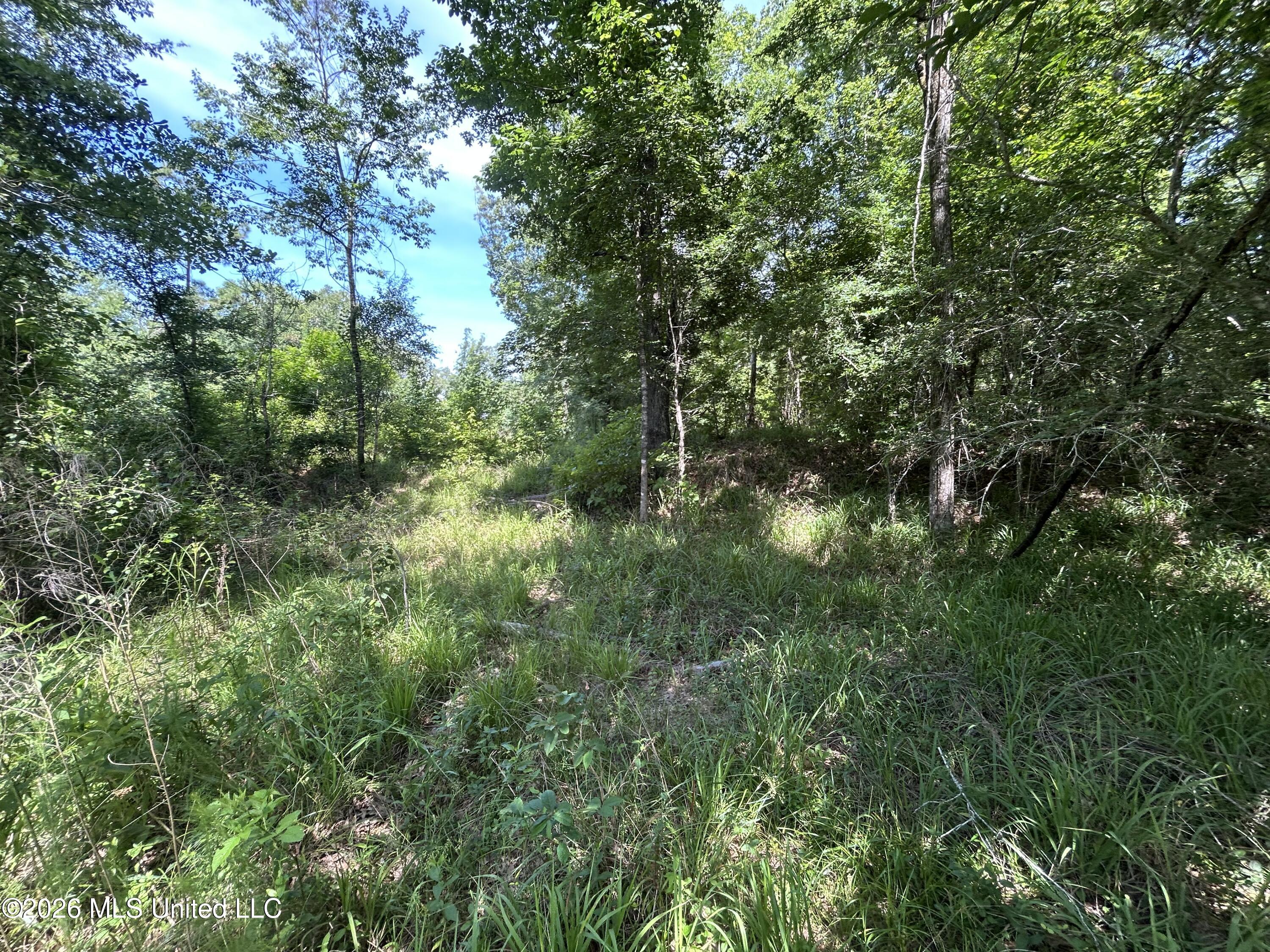 Sleepy Hollow Road Terry, MS 39170 - Photo 6 of 11 IMG_2037