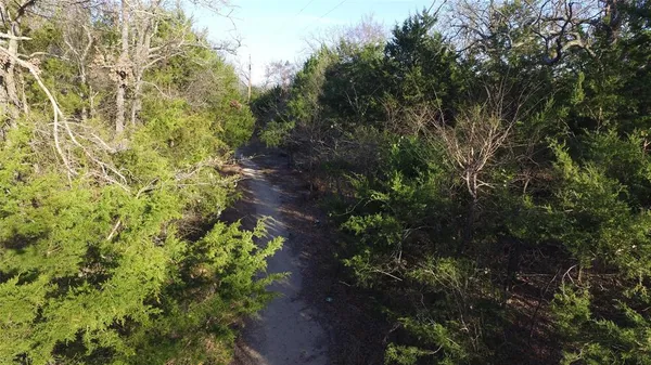 a view of a forest with trees in the background