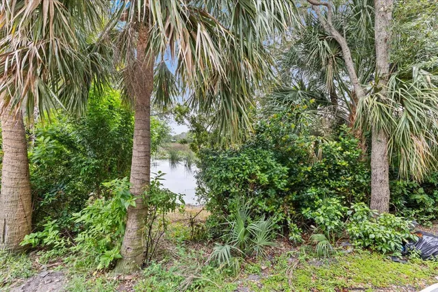 view of a plant in a garden
