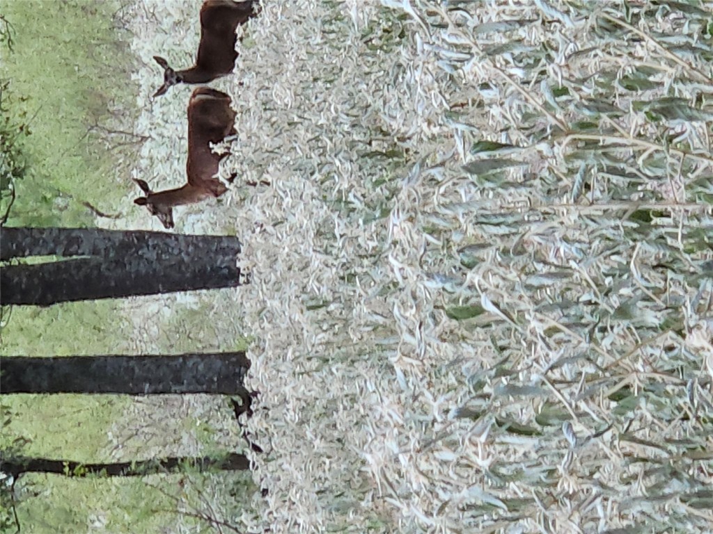 1988 Cr 116 Roads Rogers, TX 76569 - Photo 5 of 18 a view of a backyard with water fountain
