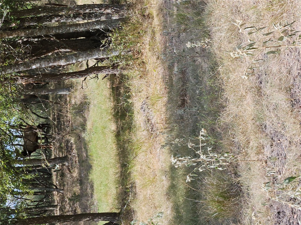 1988 Cr 116 Roads Rogers, TX 76569 - Photo 9 of 18 a view of a yard with a tree