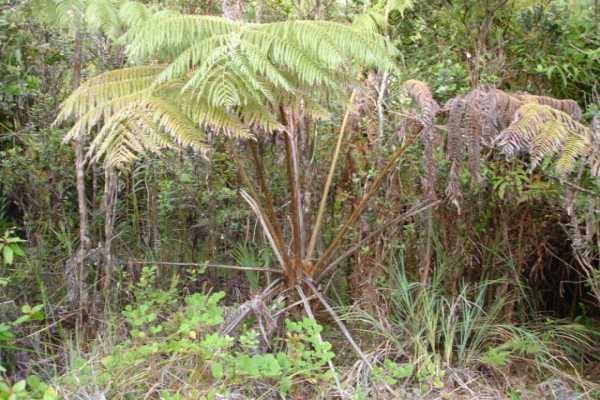 8755 'olapa Road Pahoa, HI 96778 - Photo 3 of 4 Gallery Image 3