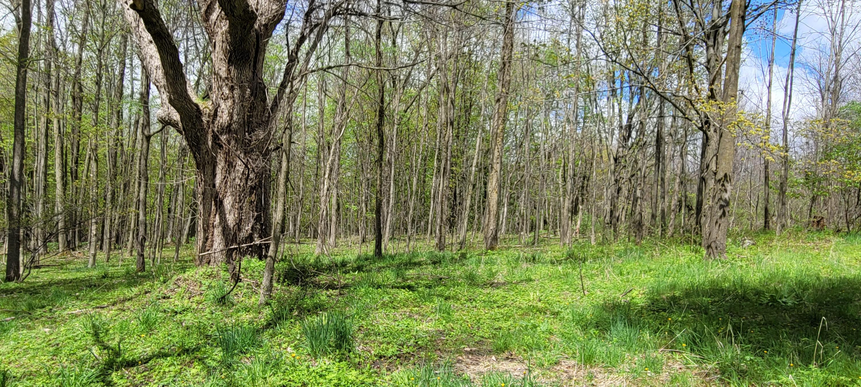 3937 East Hazel Road Hart, MI 49420 - Photo 31 of 46 20210507_123602