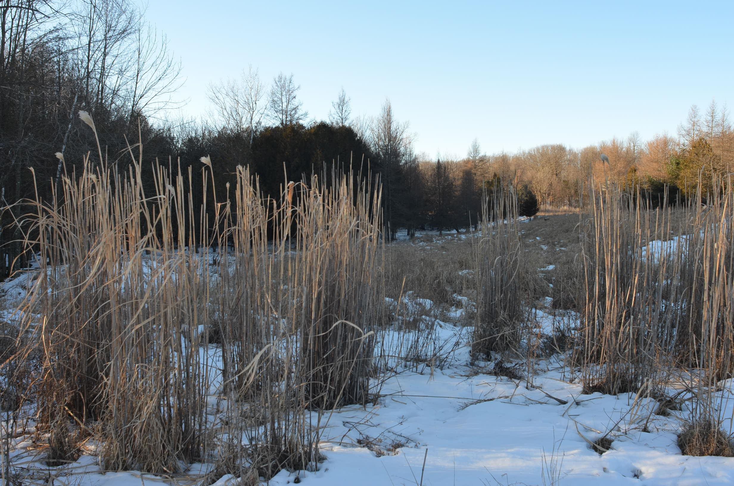 N3353 Comet Road Tigerton, WI 54486 - Photo 13 of 89