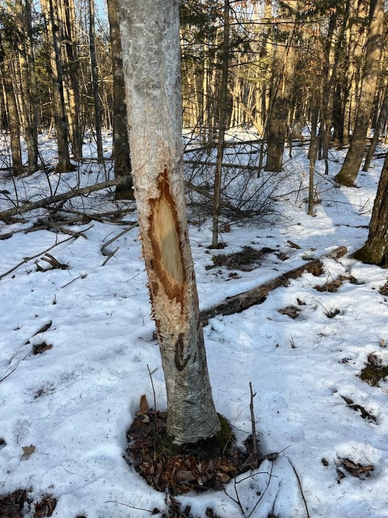 N3353 Comet Road Tigerton, WI 54486 - Photo 17 of 89