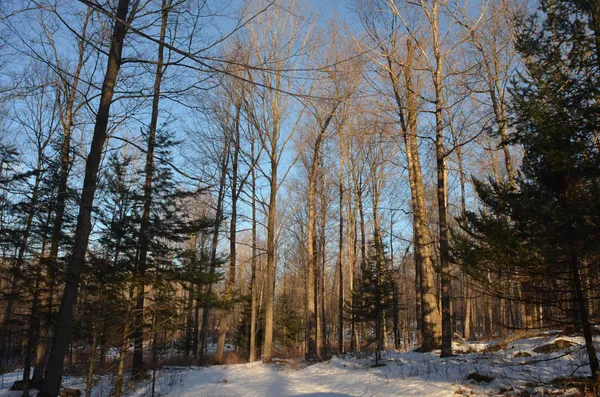 $5,000,000 | N3353 Comet Road, Tigerton, WI 54486