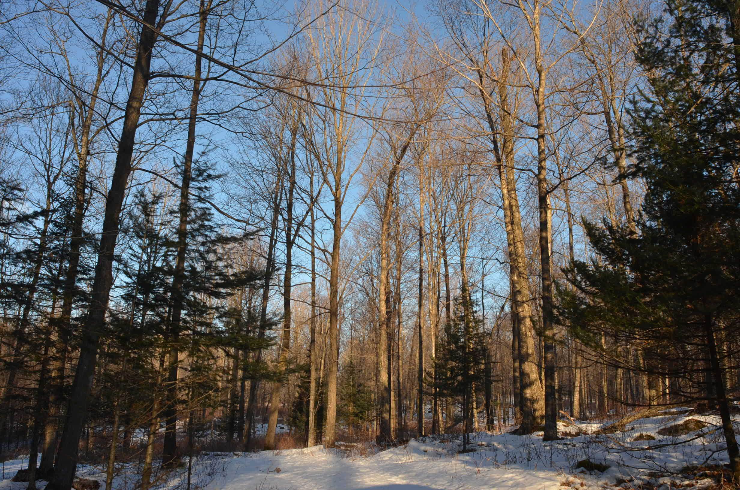 N3353 Comet Road Tigerton, WI 54486 - Photo 19 of 89