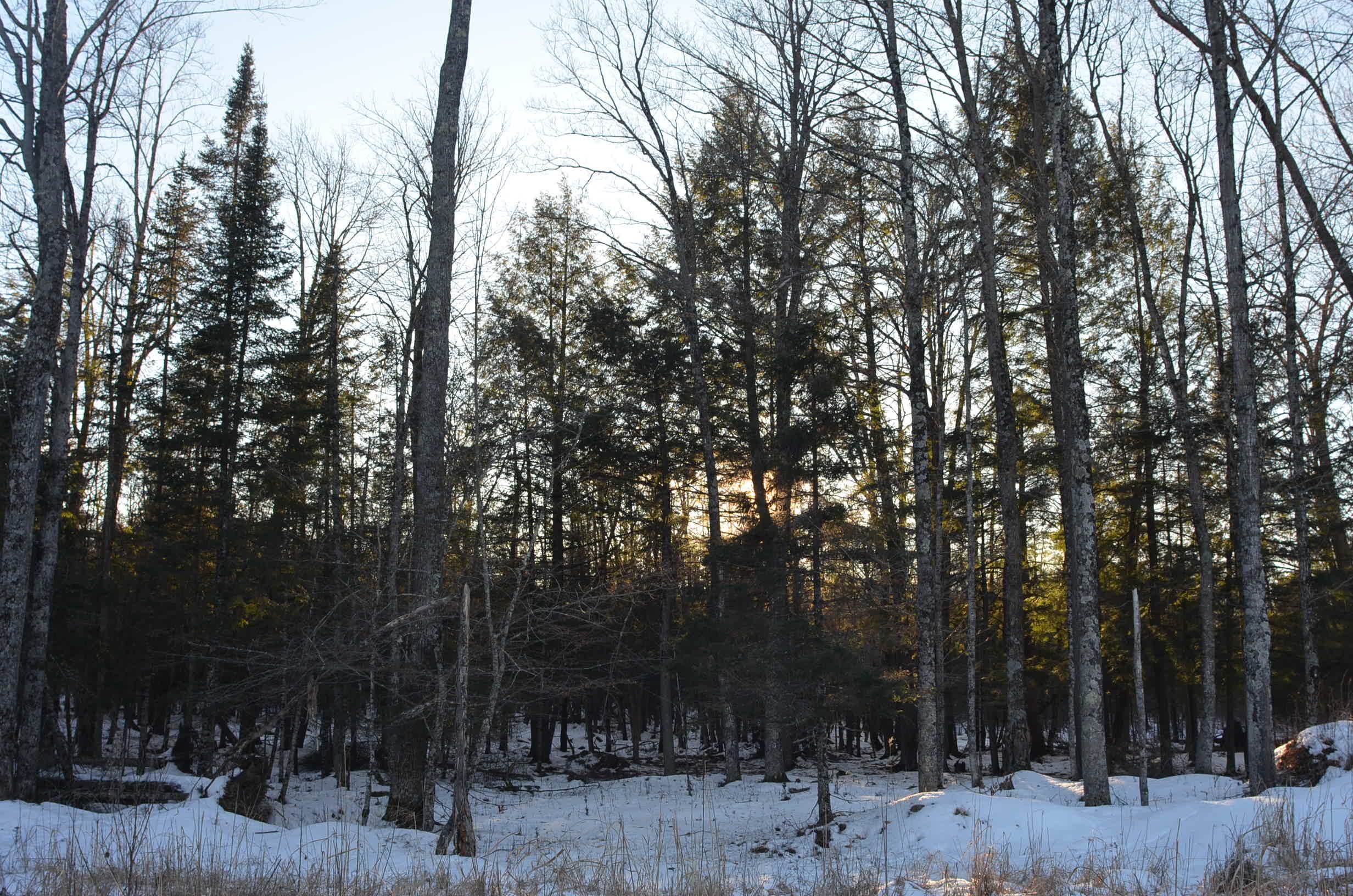 N3353 Comet Road Tigerton, WI 54486 - Photo 23 of 89